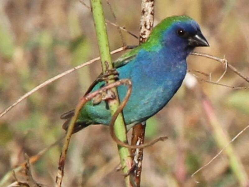 Tricolored Parrotfinch, 照片 2