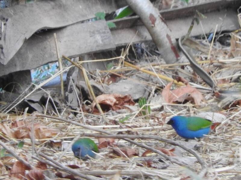 Tricolored Parrotfinch
