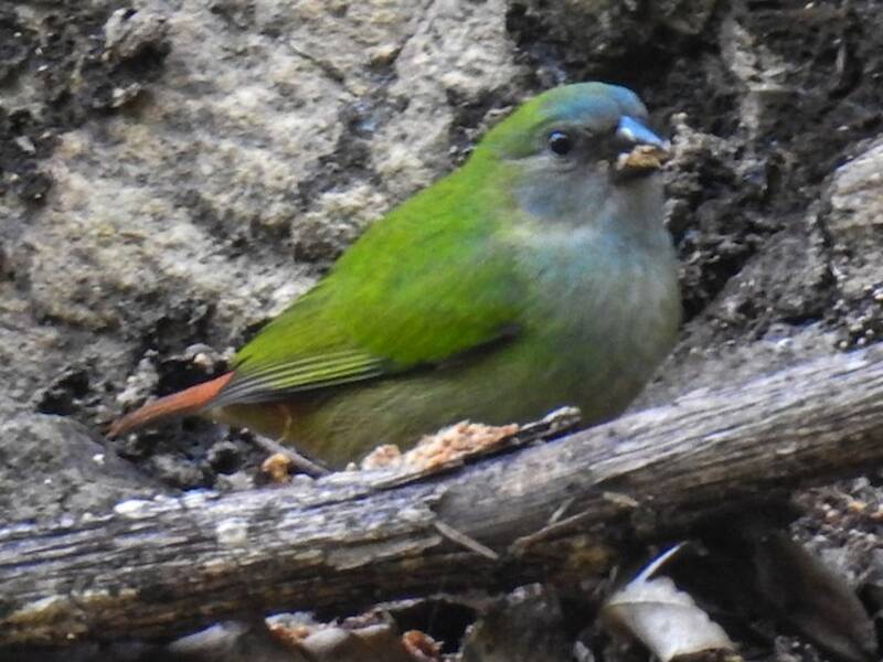 Tricolored Parrotfinch, 照片 3