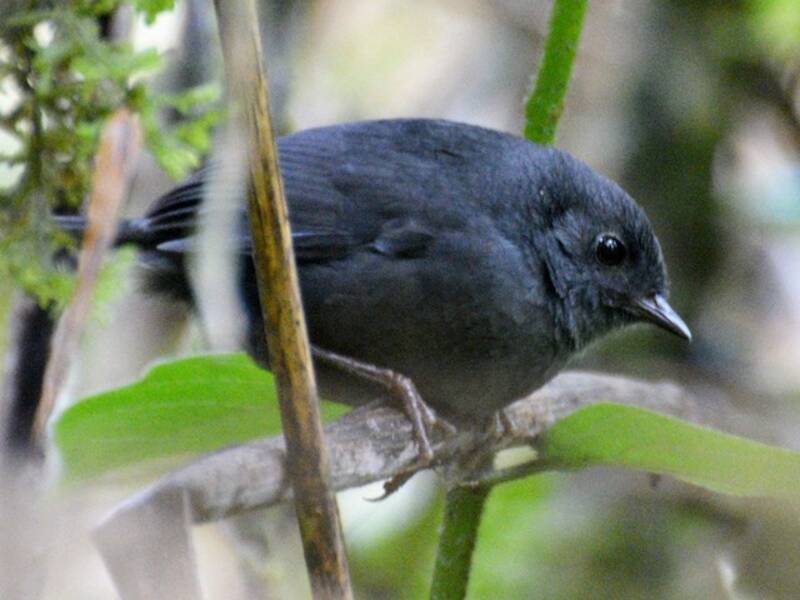 Tapaculo trino, Scytalopus parvirostris