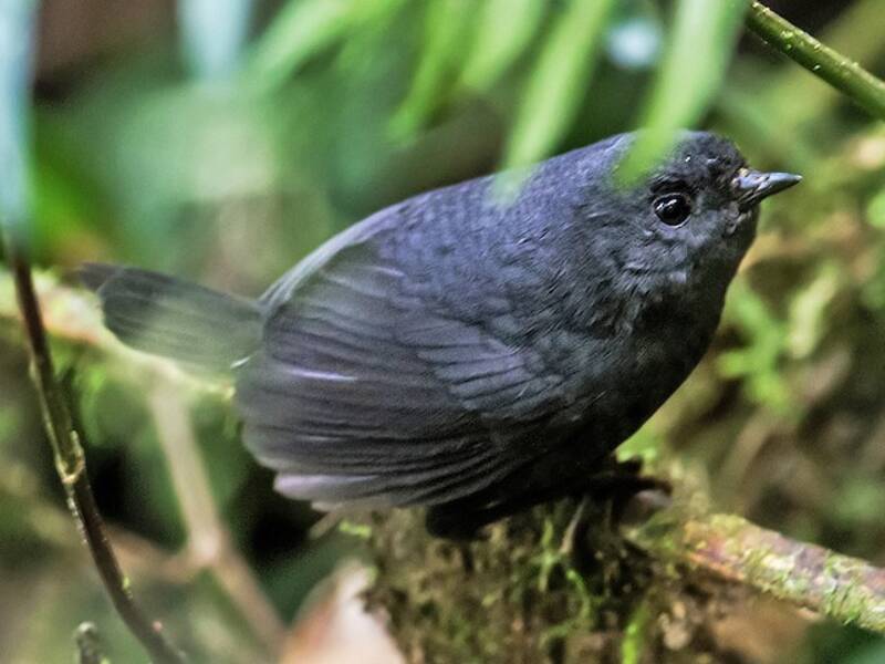 Tapaculo trino, Fotos 2