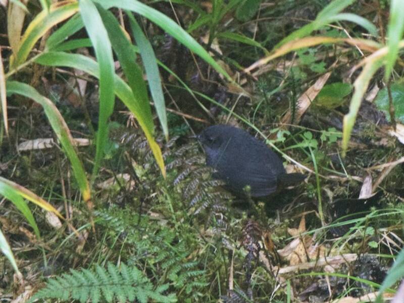 Tapaculo trino, Fotos 3