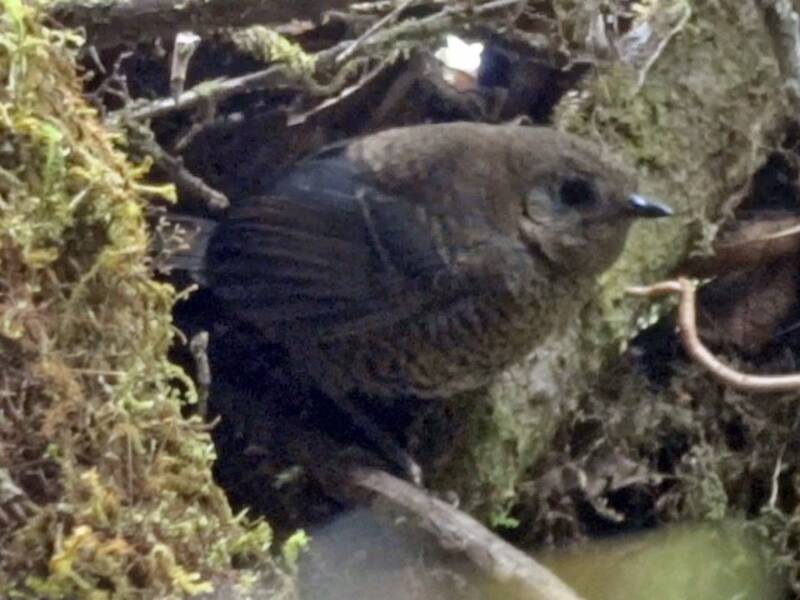 Tapaculo trino, Fotos 4