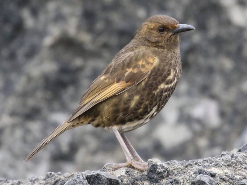 Tristan Thrush, Photos 3