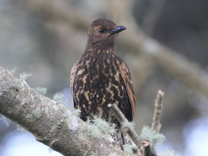 Tristan Thrush, Photos 2