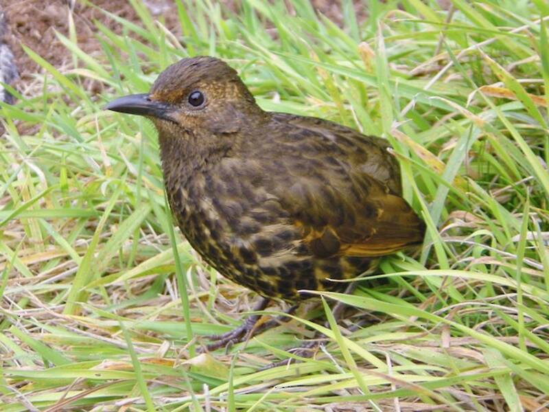Tristan Thrush, Photos 4