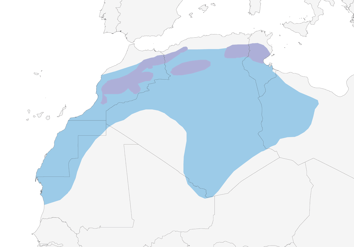 Luì di Tristram, Distribuzione 1