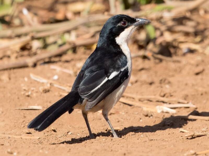 Tropical Boubou