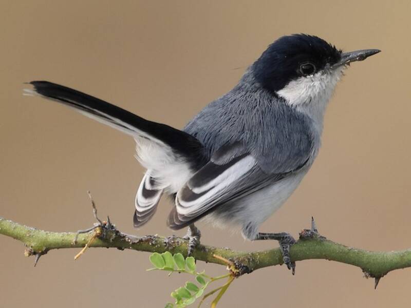 Marañon Gnatcatcher