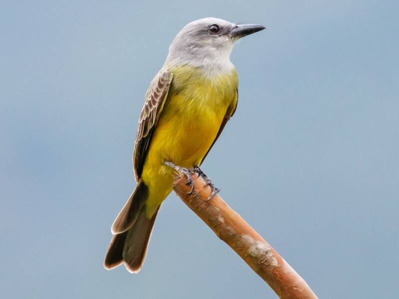 Tropical Kingbird, Photos 2