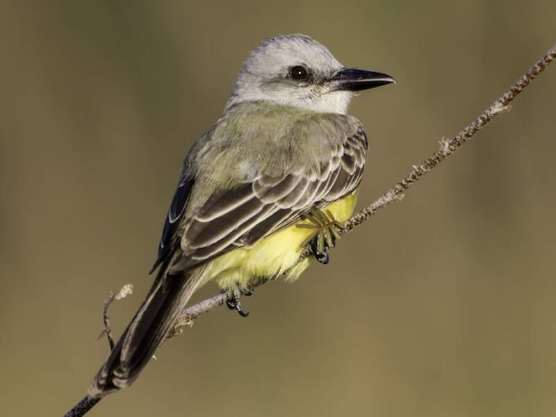 Tropical Kingbird, Photos 3