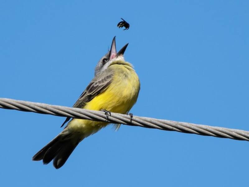 Tropical Kingbird, Photos 4