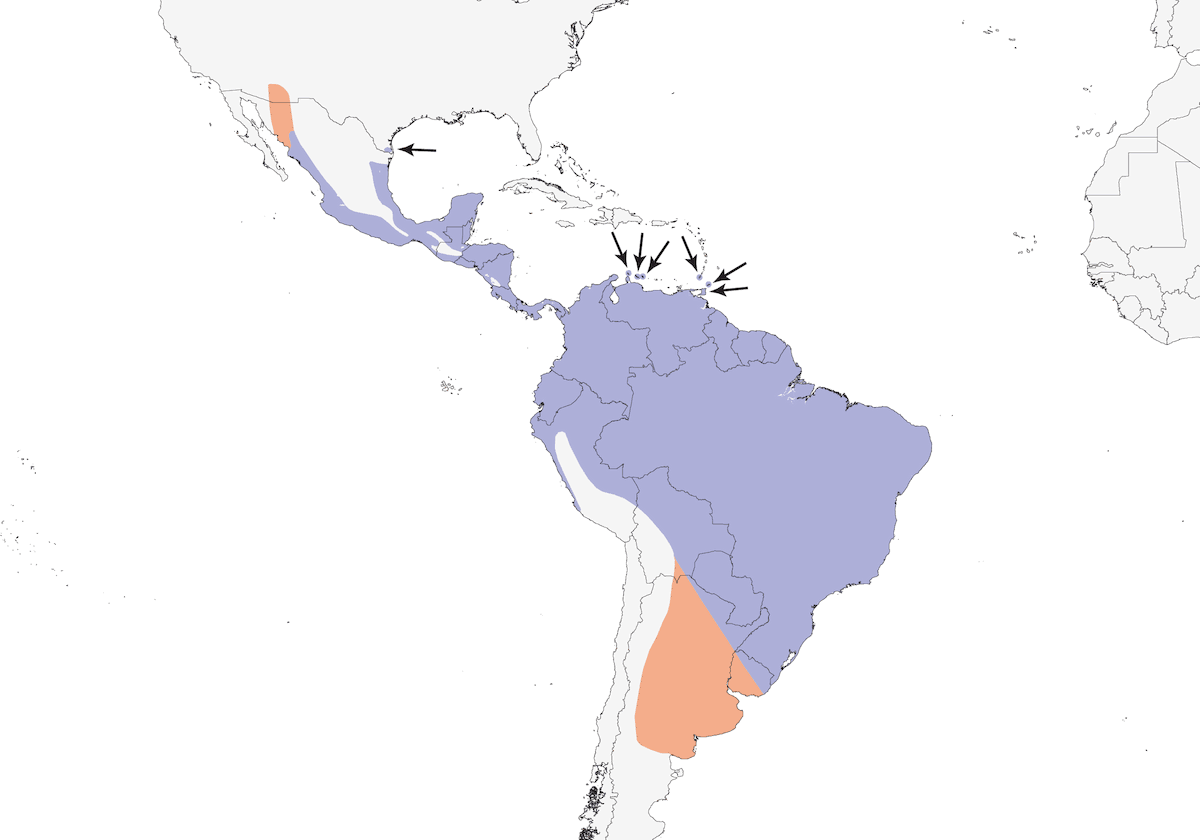 Tropical Kingbird, Distribution 1