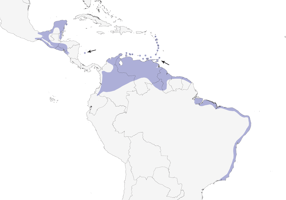 Mimo tropicale, Distribuzione 1