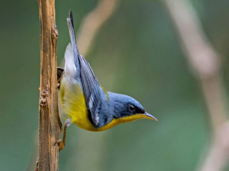 Tropenparula, Fotos 4