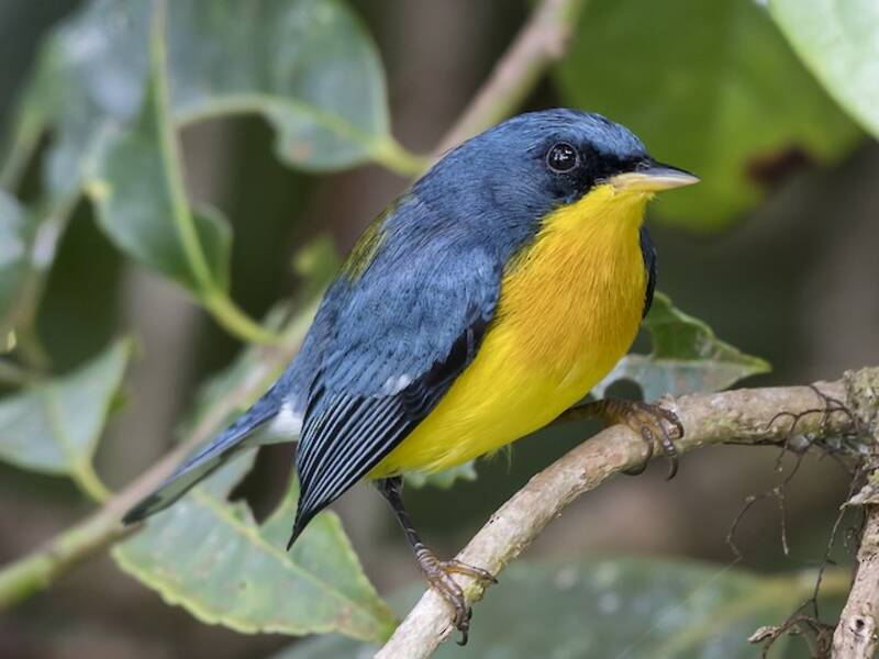 Parula tropicale