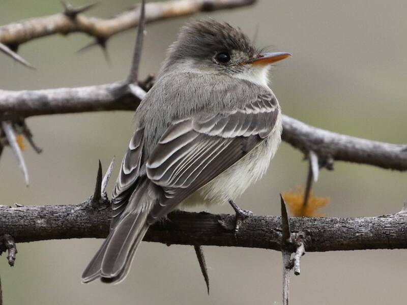 Tumbes-Pewee, Fotos 3