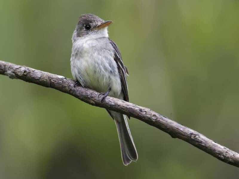 Tumbes-Pewee, Fotos 2