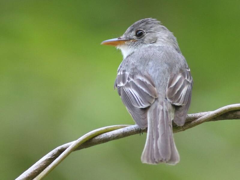 Tumbes Pewee