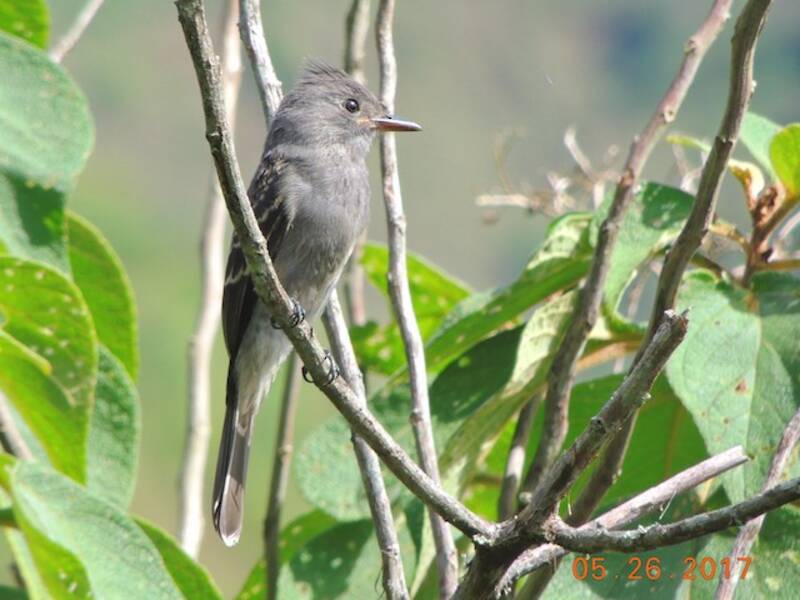 Tumbes-Pewee, Fotos 4