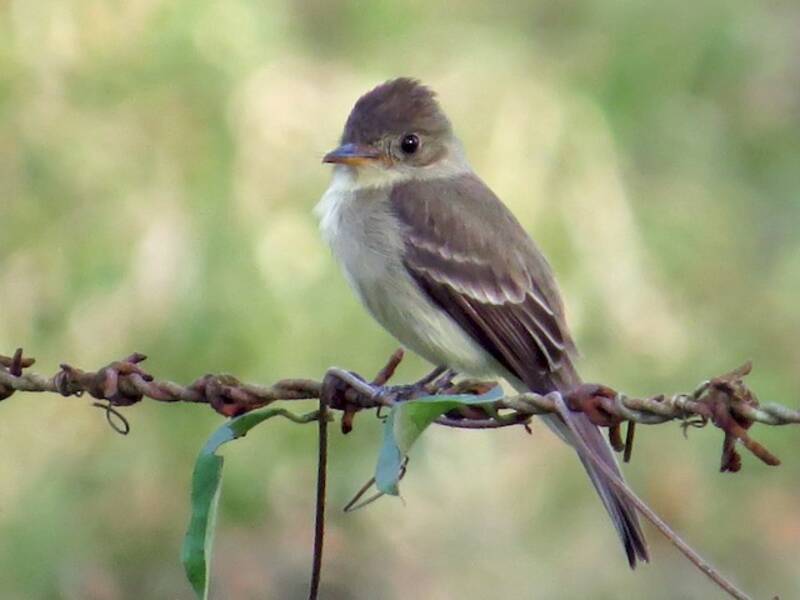 Northern Tropical Pewee, Photos 2