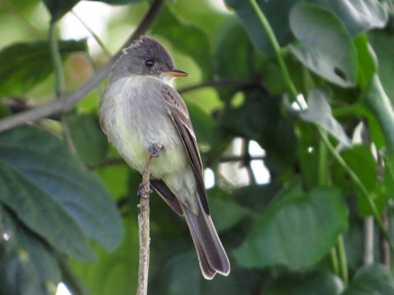 Northern Tropical Pewee, Photos 3