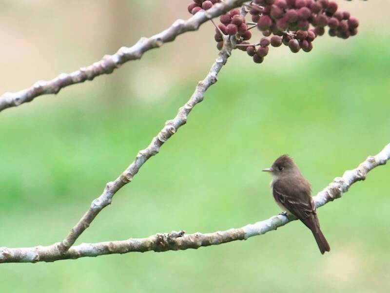 Northern Tropical Pewee, Photos 4