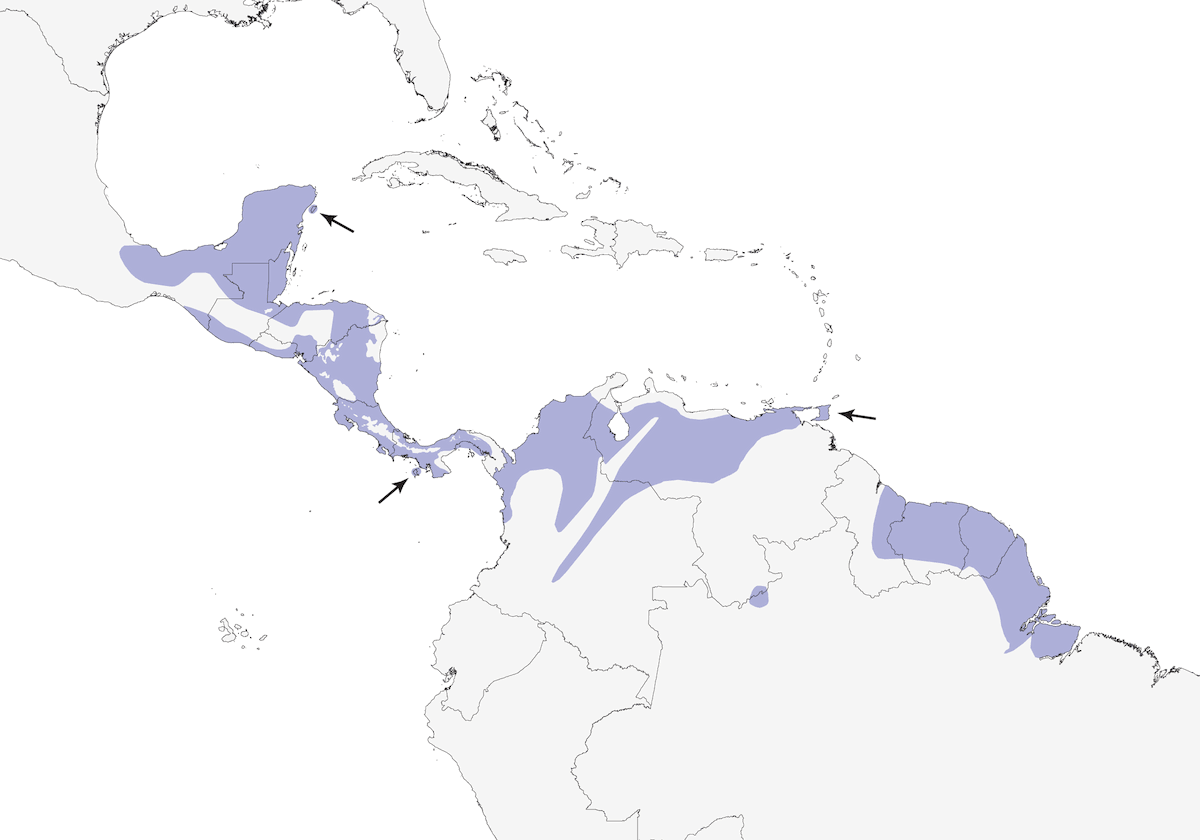 Northern Tropical Pewee, Distribution 1