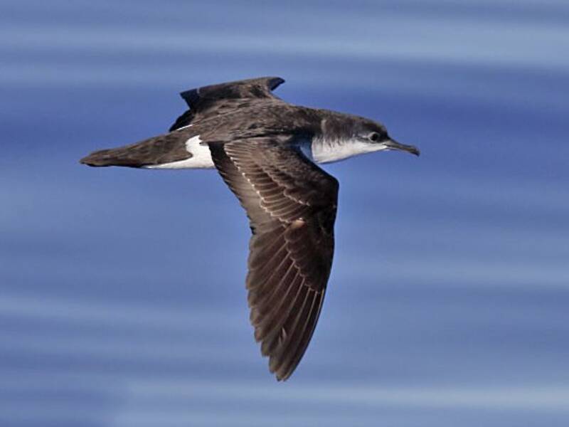 Puffin de Bannerman, Photos 3