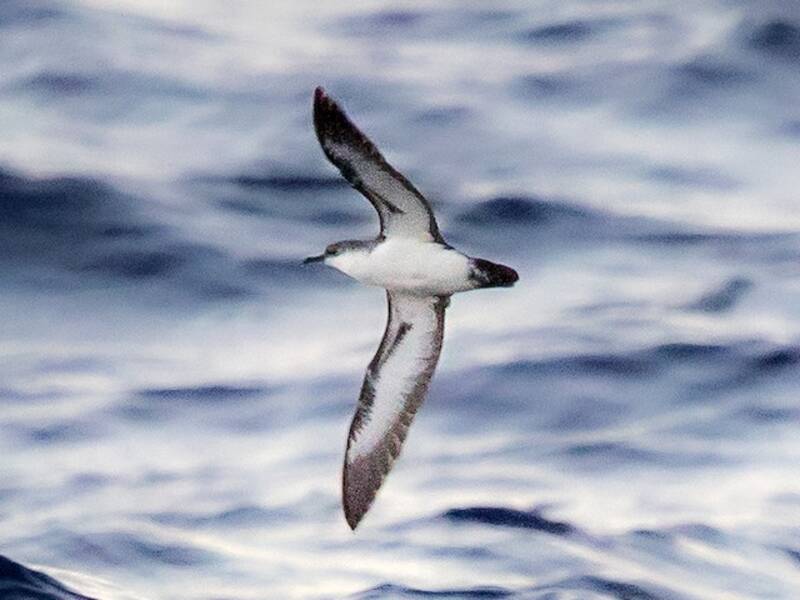 Puffin de Bannerman, Photos 2