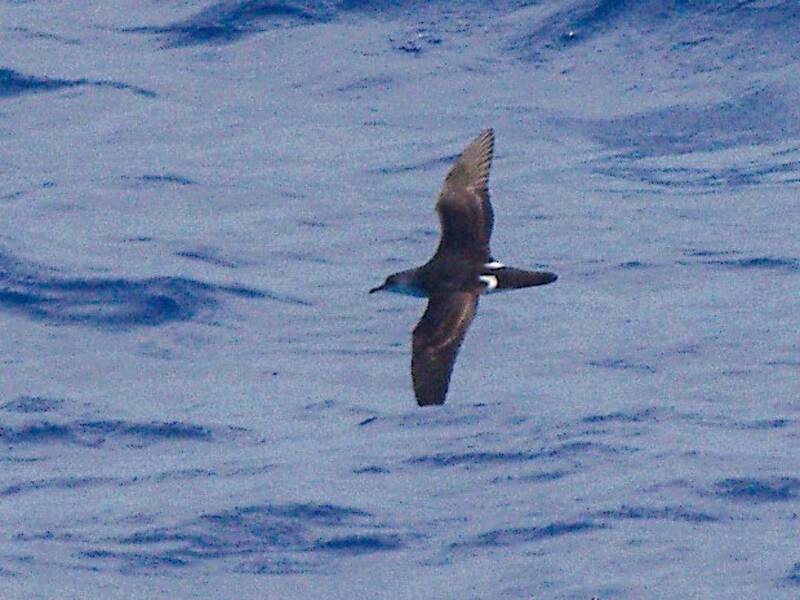 Puffin de Bannerman, Photos 4