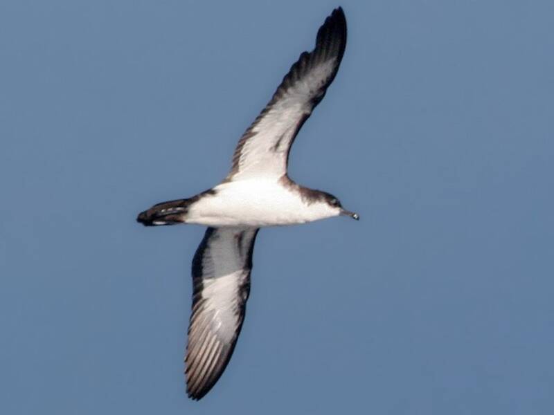 Tropical Shearwater, Photos 4