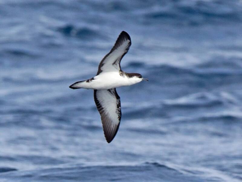 Tropical Shearwater, Photos 3