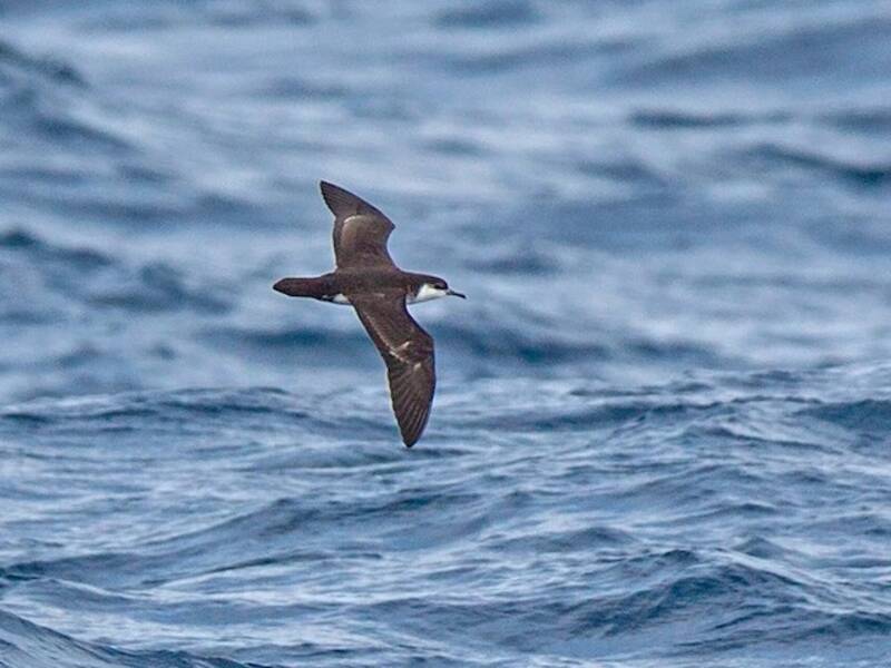 Tropical Shearwater, Photos 2