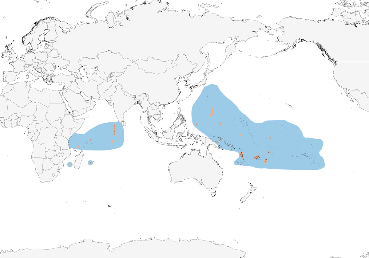 Tropical Shearwater, Distribution 1