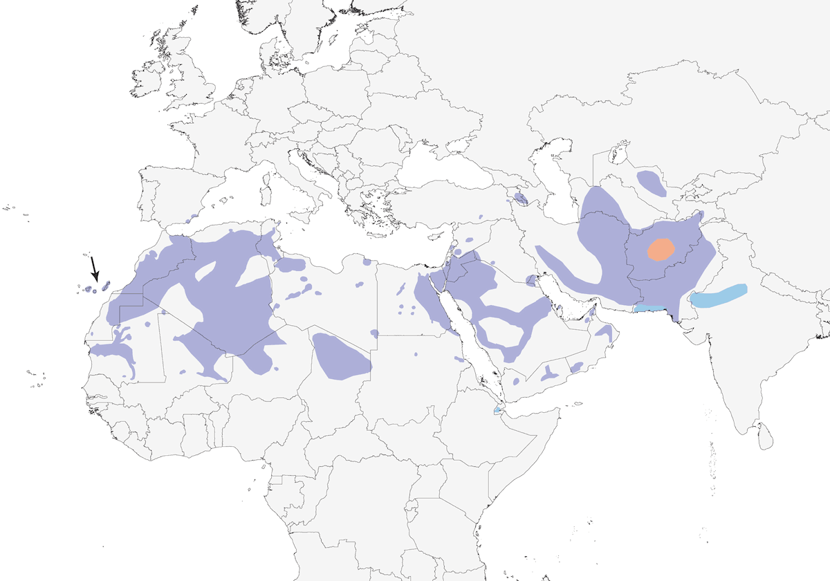 Fringuello trombettiere, Distribuzione 1