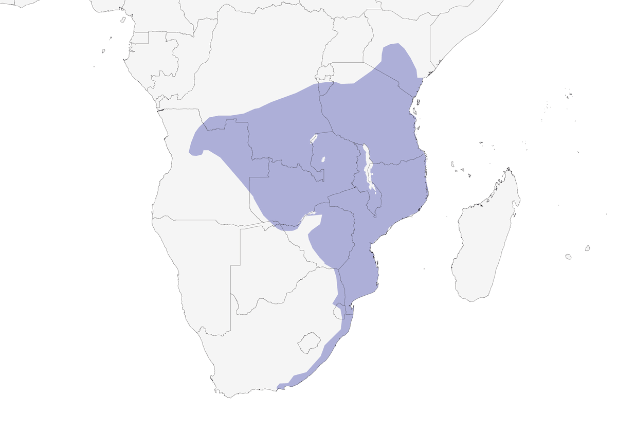 Calao trompette, Distribution 1