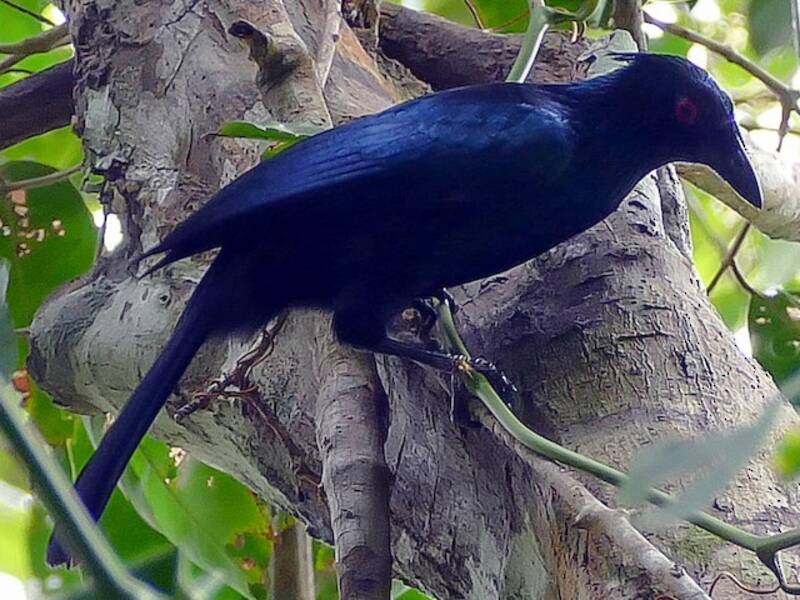 Manucodia trompetera, Fotos 2