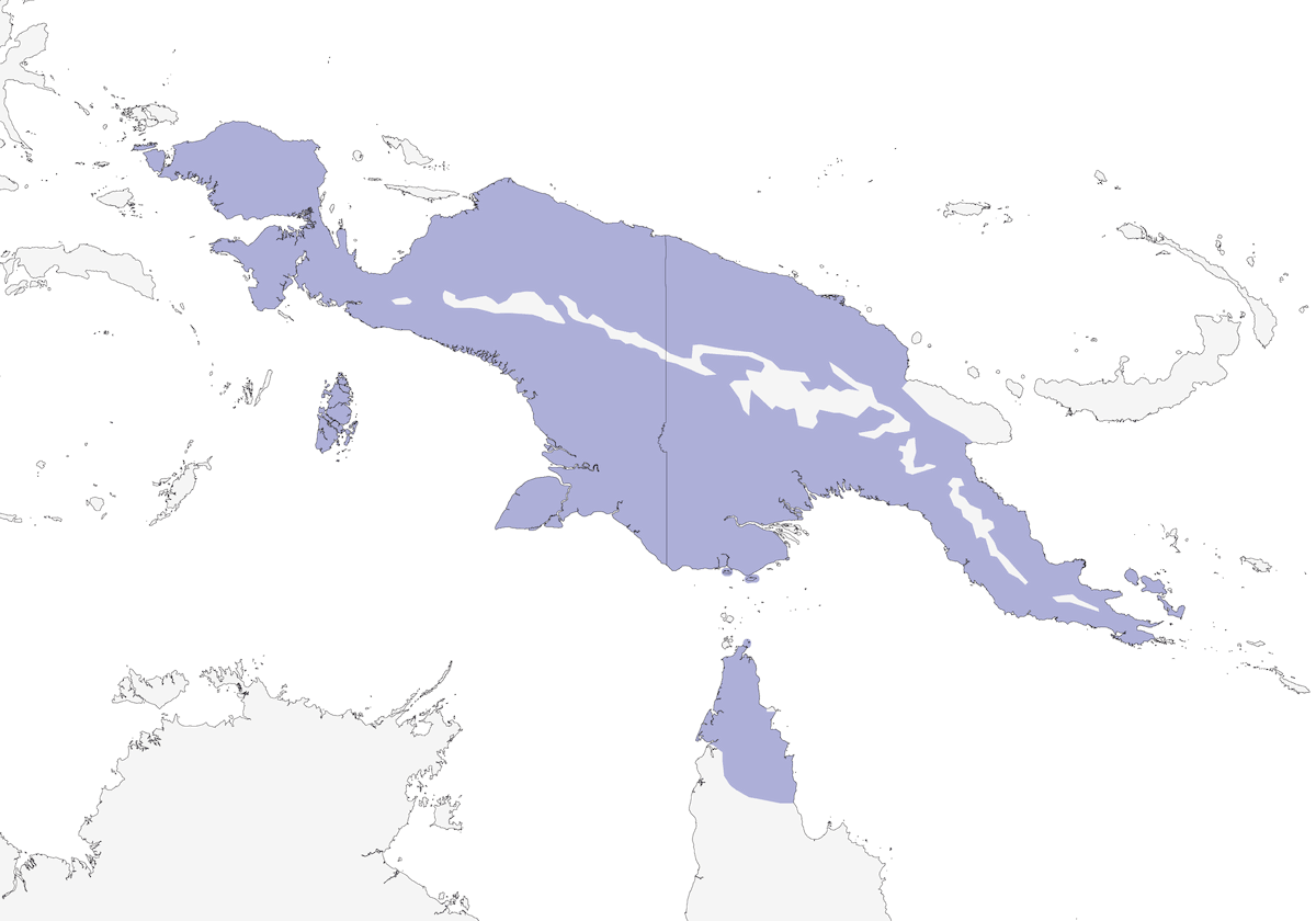 Manucodia trompetera, Distribución 1