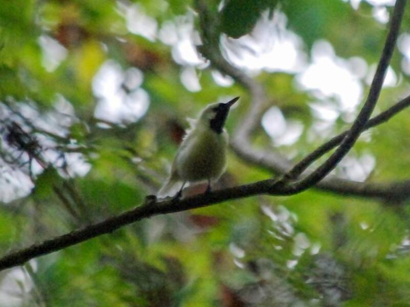 Chuuk-Monarch, Fotos 3