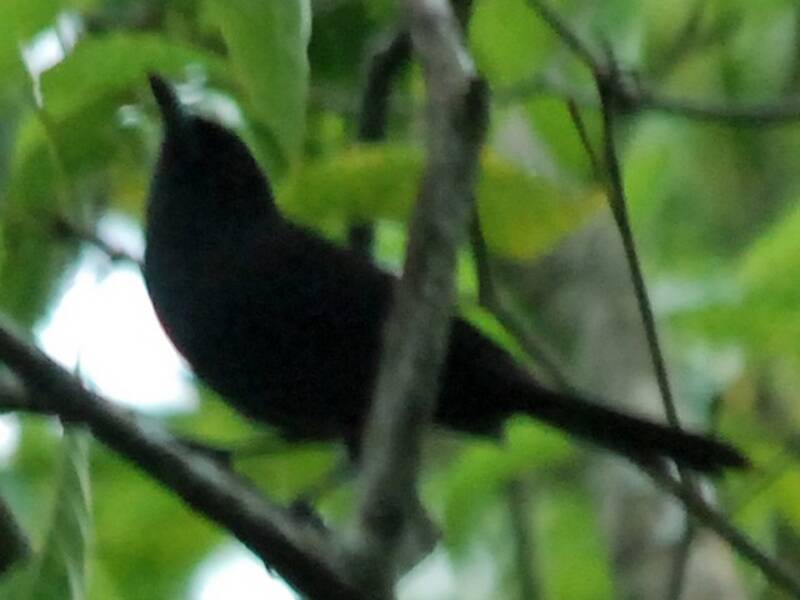 Chuuk-Monarch, Fotos 4