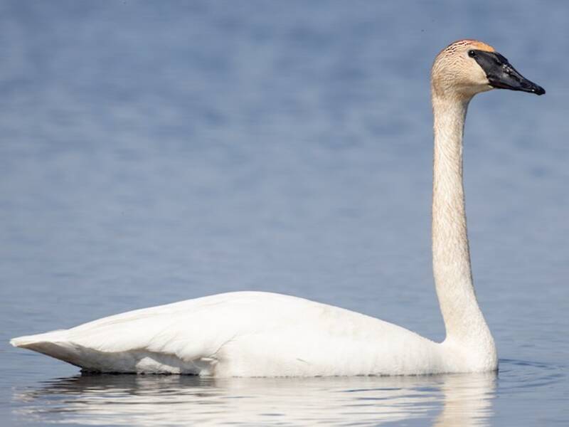 Trumpeter Swan, Photos 2