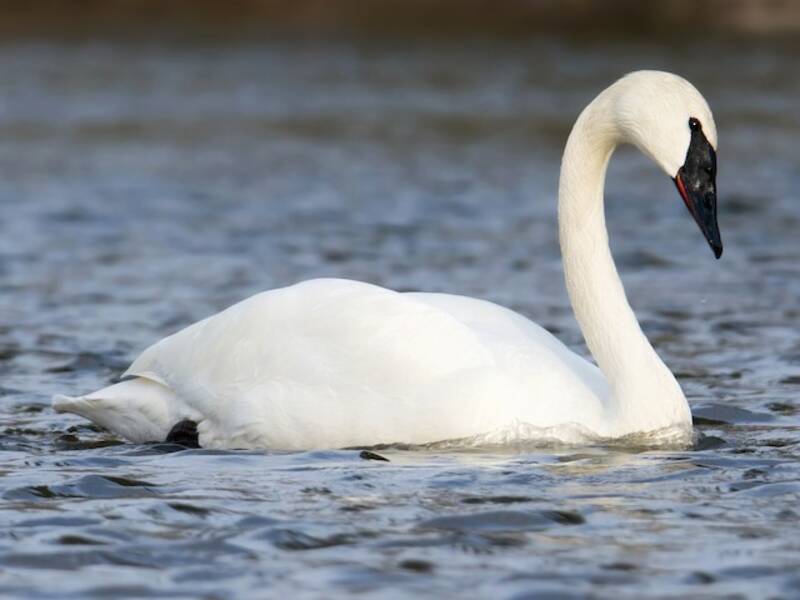 Trumpeter Swan (Cygnus buccinator)
