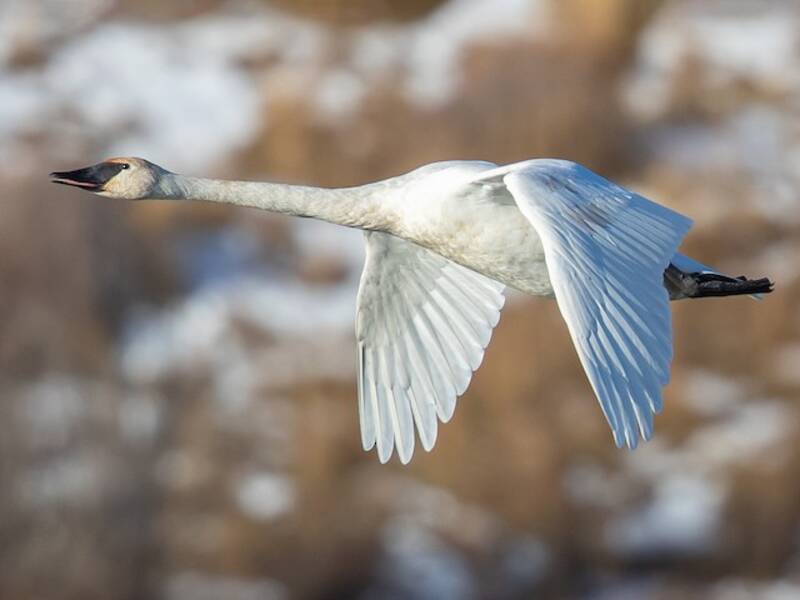 Trumpeter Swan, Photos 4
