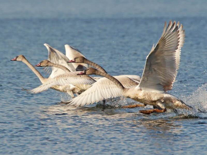 Trumpeter Swan, Photos 3