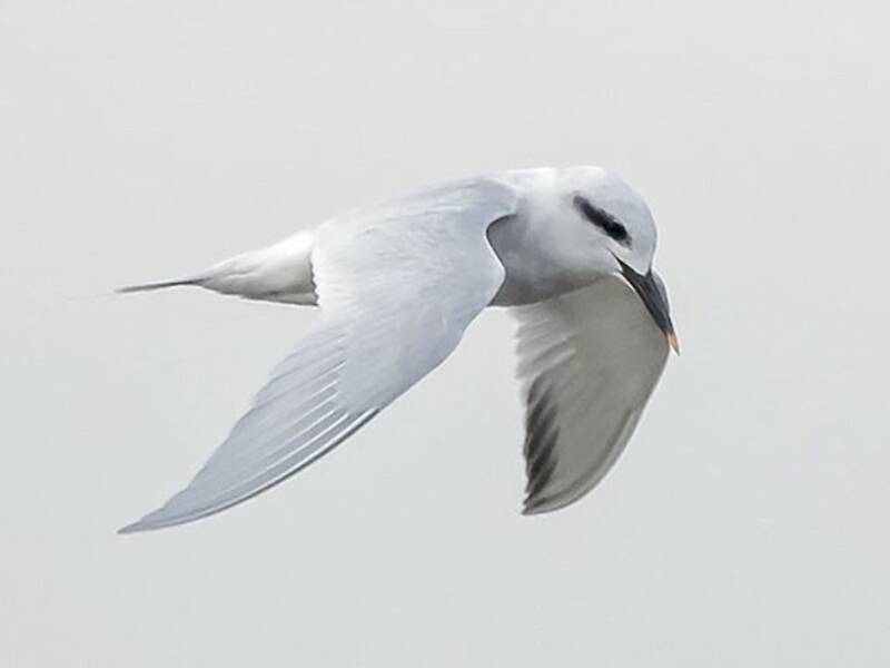 Charrán Coroniblanco