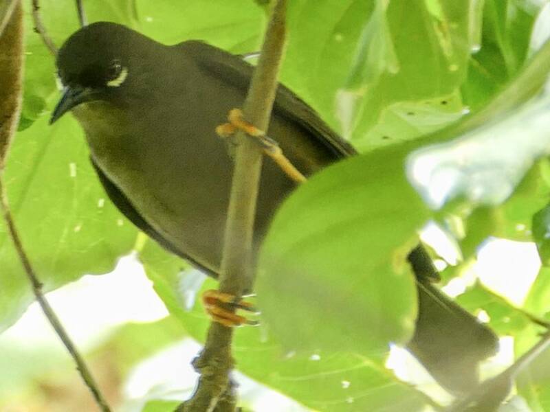 Teardrop White-eye, Photos 2