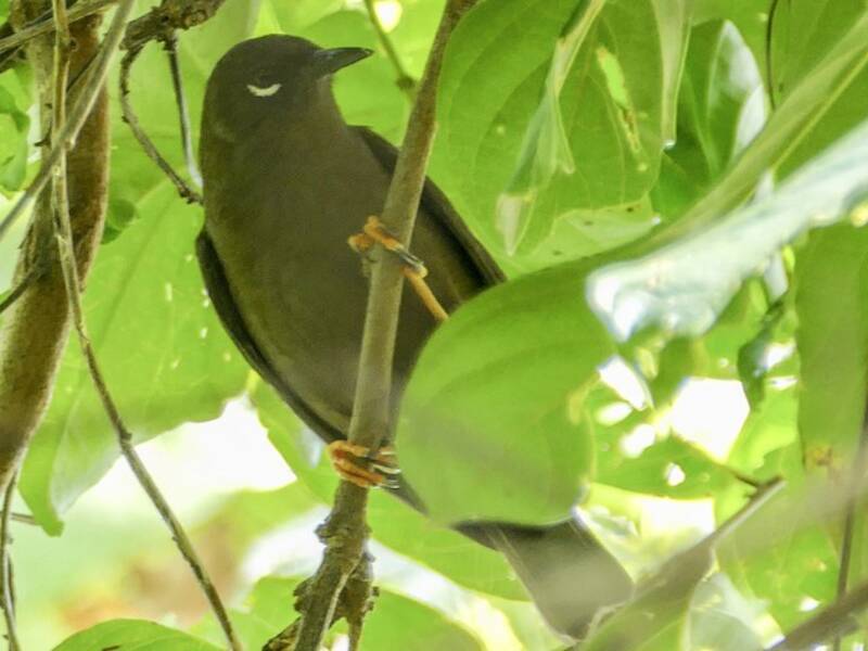 Teardrop White-eye, Photos 3