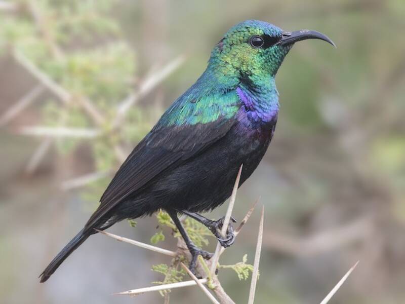 Tsavo Sunbird, Photos 3