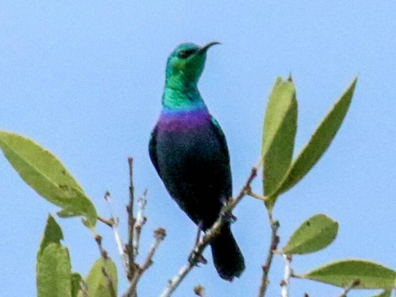 Tsavo Sunbird, Photos 2